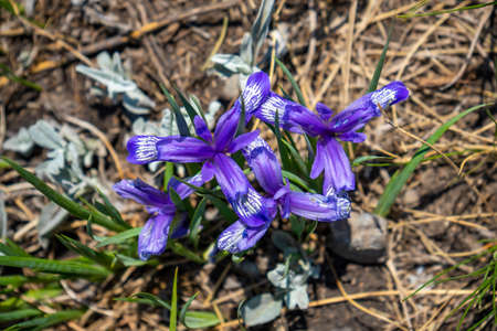 Iris ruthenica flower on Ulagan plateau near Aygulaksky mountain range. Altai Republic, Siberia....