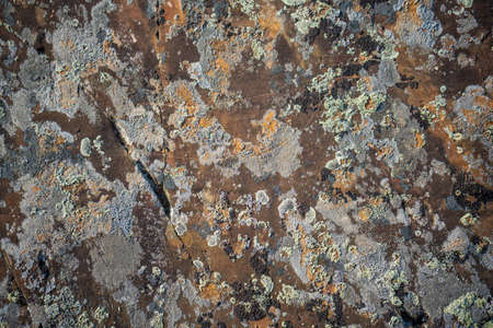 Background texture of a gray brown stone on the rock of the Altai mountains colored in green and...