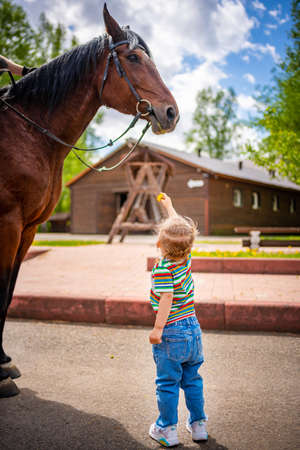 Little girl watching and feeding horse with a flower on farm at bright sunny dayの写真素材
