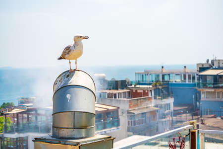 View of the Bosphorus Bay from the roof. Red roofs of Istanbul. Gulls in Istanbul, Turkey.の写真素材