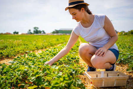 Young woman picking strawberries in self-picking plantation in Czech republicの写真素材