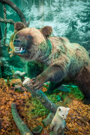 Kemerovo, Russia - May 3, 2022: Archeological exhibition in Kuzbass State Museum of Local Lore in Kemerovo, Siberia, Russiaのeditorial素材