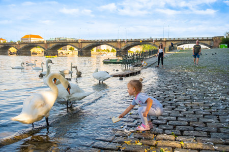 Small girl feeding swans on Vltava River embankment in Prague, Czech Republicの写真素材