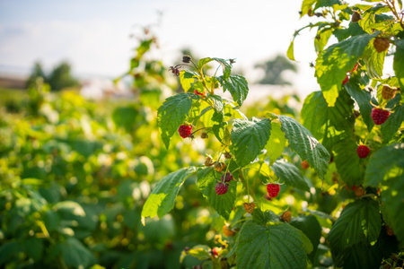 Branches of ripe red juicy raspberry in raspberry self-picking plantation in Czech republic