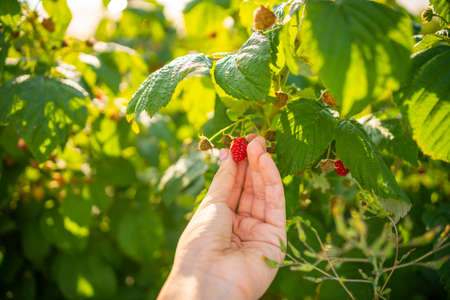 Branches of ripe red juicy raspberry in raspberry self-picking plantation in Czech republic
