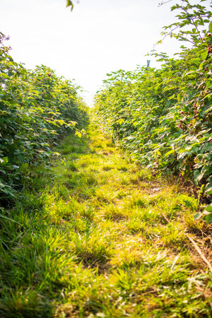 Branches of ripe red juicy blackberry in raspberry self-picking plantation in Czech republic