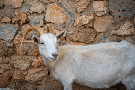 Animals in the small zoo in Antalya, Turkeyの写真素材