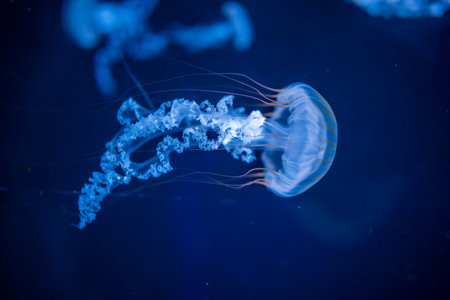 Beautiful jellyfish in the neon light in aquarium, nature background. High quality photo