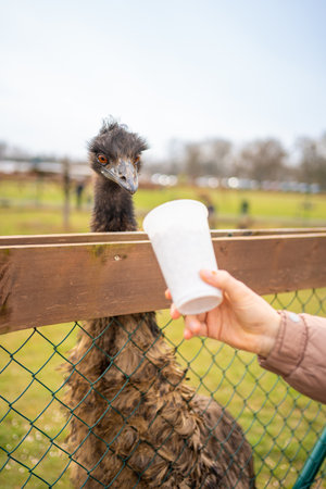People feeding ostrich in contact zoo with domestic animals and people in Zelcin, Czech republic. High quality photoの写真素材