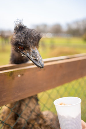 People feeding ostrich in contact zoo with domestic animals and people in Zelcin, Czech republic. High quality photoの写真素材