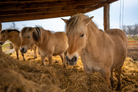 The Fjord horse or Norwegian Fjord Horse. Horse in a stable eating hay. High quality photoの写真素材