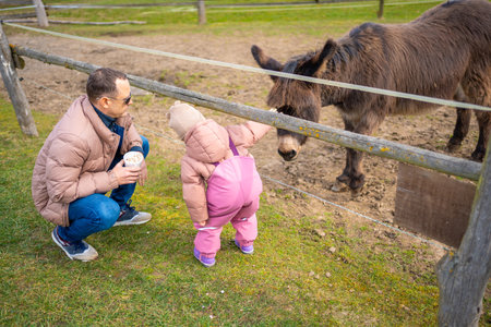People feeding donkey in contact zoo with domestic animals and people in Zelcin, Czech republic. High quality photoの写真素材