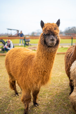 Lamas in contact zoo with domestic animals and people in Zelcin, Czech republic. High quality photoの写真素材