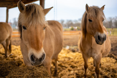 The Fjord horse or Norwegian Fjord Horse. Horse in a stable eating hay. High quality photoの写真素材