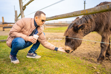 People feeding donkey in contact zoo with domestic animals and people in Zelcin, Czech republic. High quality photoの写真素材