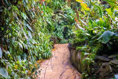 Interior of the giant greenhouse with tropic plants in Botanic Garden, Prague, Europe. High quality photoの写真素材