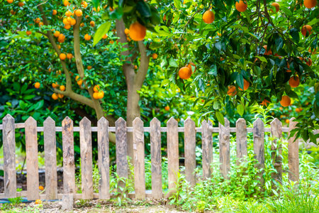 Orange trees with ripe fruits on plantation farm field. Harvest season in Turkey. . High quality photoの写真素材