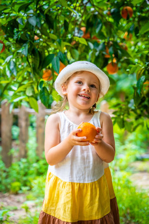 Little girl picking fresh ripe oranges in sunny orange tree garden in Turkey. High quality photoの写真素材