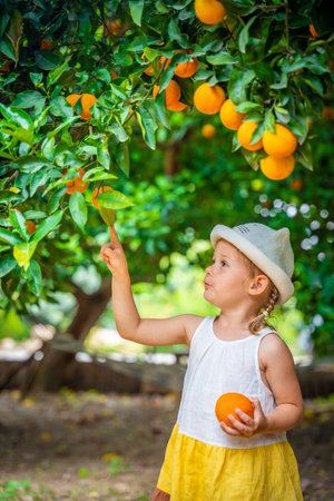 Little girl picking fresh ripe oranges in sunny orange tree garden in Turkey. High quality photoの写真素材