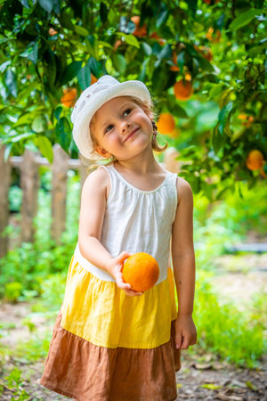 Little girl picking fresh ripe oranges in sunny orange tree garden in Turkey. High quality photoの写真素材