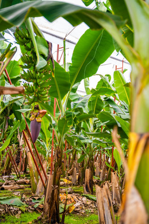 Bananas growing on banana bushes in plantation of Turkey. high quality photoの写真素材