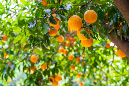 Close up view of orange fruits on trees in the garden of Turkey. high quality photoの写真素材