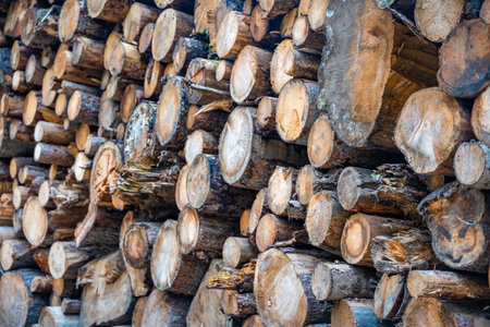 Piled wood logs with a muddy road in italian forest in Dolomites, Europe. high quality photoの写真素材