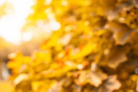 Abstract colorful bokeh of autumn nature. Autumnal background. High quality photo