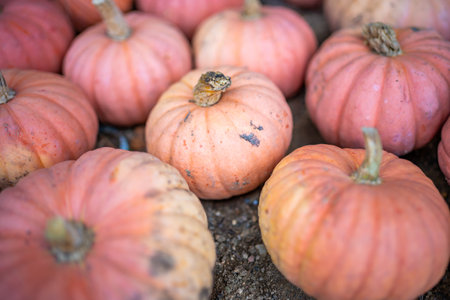 Small red pumpkins. Harvest season. Thanksgiving background. Halloween decorations. High quality photoの写真素材