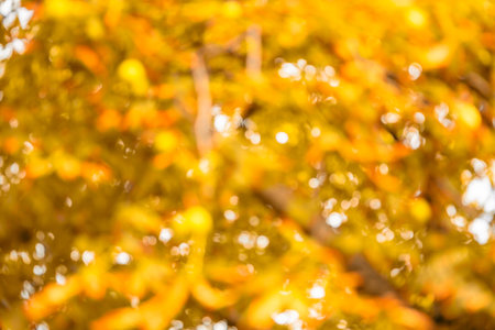 Abstract colorful bokeh of autumn nature. Autumnal background. High quality photo