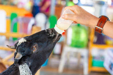 Feeding milk to a goatling in contact zoo in Thailand. High quality photoの写真素材
