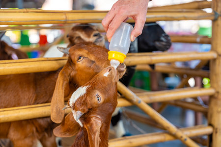 Feeding milk to a goatling in contact zoo in Thailand. High quality photoの写真素材