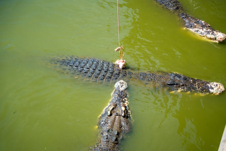Crocodile feeding or fishing in Crocodile farm in Pattaya, Thailand. High quality photo