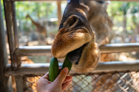 The girls hand was giving food to the giraffe in the zoo. . High quality photoの写真素材