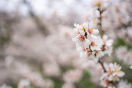 Blooming branches covered flowers, Prague in spring time. Flowering apple park Petrin in sun light. High quality photo. High quality photoの写真素材