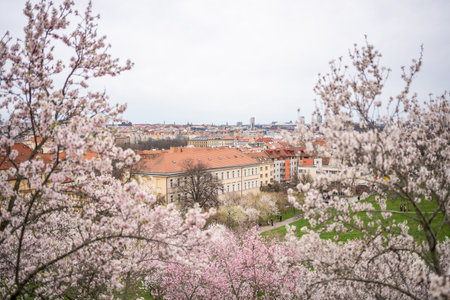 Blooming branches covered flowers, picturesque cityscape Prague in spring time. Flowering apple park Petrin in sun light. High quality photo. High quality photoの写真素材