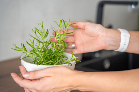 Young woman hands takes care of rosemary in a flower pot in the kitchen. Growing fresh greens at home for eating. High quality photoの写真素材