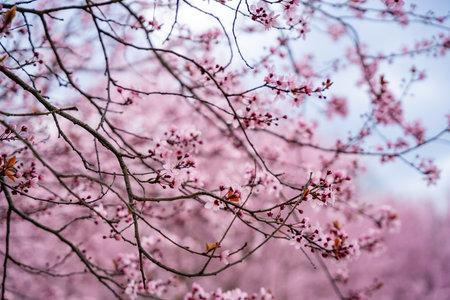 Beautiful spring background with pink flowers of cherry tree in spring time in Prague park. High...
