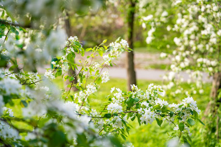Blooming pear tree. White lush flowers on a pear tree. Spring time in Prague, Europe. High quality photoの写真素材