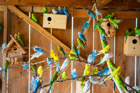 A lot of budgies standing on the branch in one room in Gelselaar, Netherlands. High quality photoの写真素材