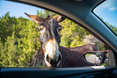 Donkey curiously peek into a car window in Northern Cyprus. The image highlights wildlife interaction, curiosity, and the unique charm of these free-roaming animals.の写真素材