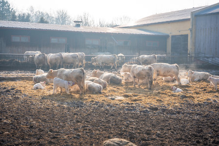 Winter farm scene with white cows and newborn calves in winter time. Seasonal livestock life in Czech republic. High quality photoの写真素材
