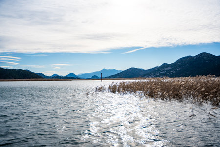 Trees and reeds on River Crnojevica, place near Lake Skadar in Montenegro surrounded by mountain peaks in winter time. High quality photoの写真素材