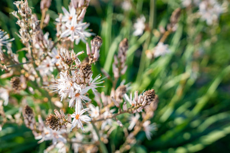 Wild Asphodelus ramosus blooming in the Mediterranean landscape of Northern Cyprus. Delicate white flowers contrast with the rugged environment, showcasing the resilience of nature in arid conditions.の写真素材