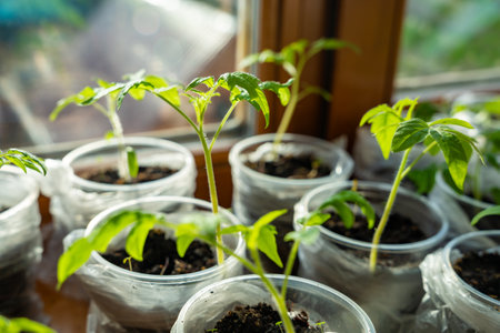 Small seedling pots with young sprouts on a windowsill. Concept of home gardening and vegetable planting preparation. High quality photoの写真素材