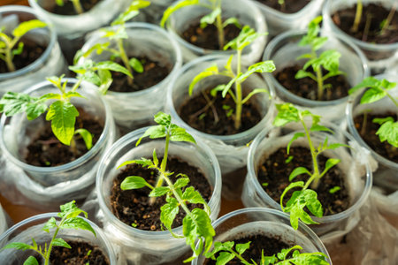 Small seedling pots with young sprouts on a windowsill. Concept of home gardening and vegetable planting preparation. High quality photoの写真素材
