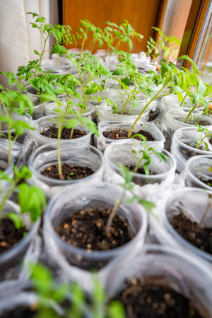 Small seedling pots with young sprouts on a windowsill. Concept of home gardening and vegetable planting preparation. High quality photoの写真素材
