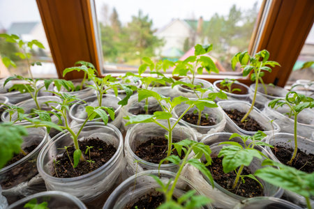 Small seedling pots with young sprouts on a windowsill. Concept of home gardening and vegetable planting preparation. High quality photoの写真素材