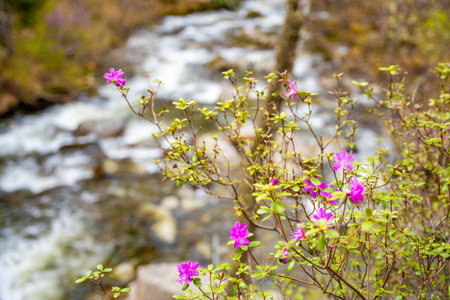 Close up of blooming maralnik flowers in spring near Teletskoye lake Altai Russia. Vivid seasonal flora in wild mountain nature. High quality photoの写真素材