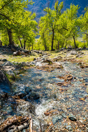 Mountain stream flowing through forest into Chulyshman river in Altai Russia Calm natural...